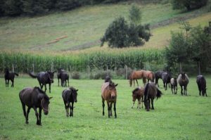bosanski_brdski_konji_2