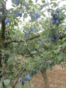 sljiva-zrela-stabla-i-plodovi-11