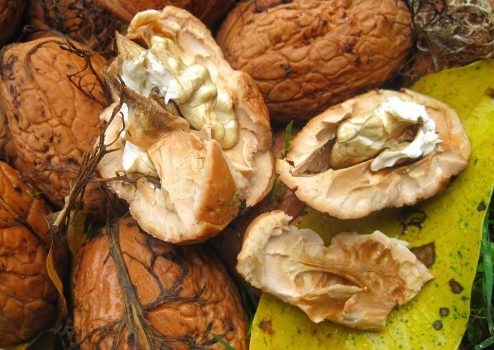 fresh-walnuts-1100489_960_720