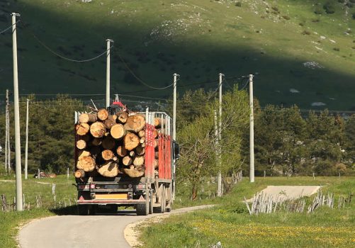 sumska-gazdinstva-ilustracija-foto-S-PASALIC-872x610