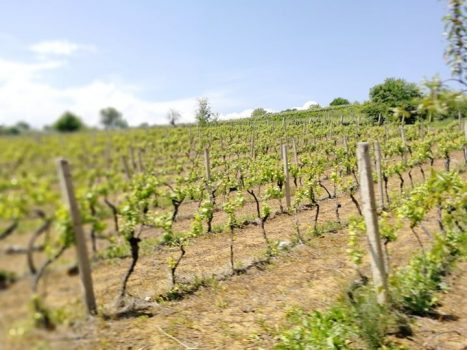 61371953_450525035701807_8051325188907728896_n-1