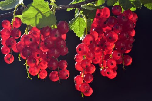currants-3538617_960_720