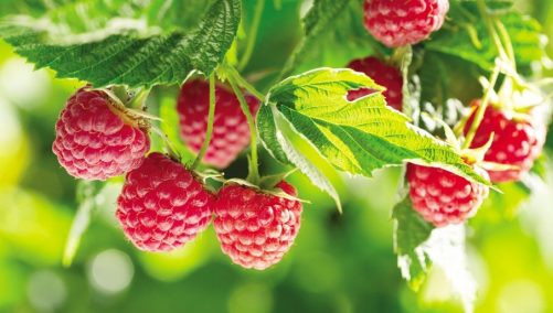 242869_shutterstock-1063904021_f