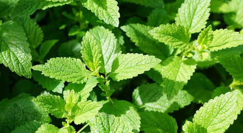 menta