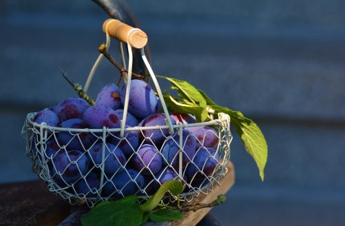 plums-1649316_960_720