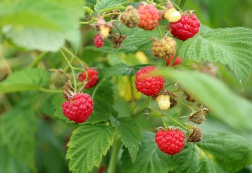 raspberries-3475443_960_720