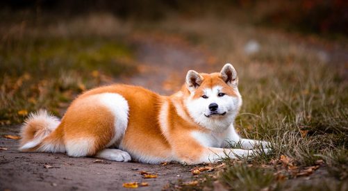 Akita