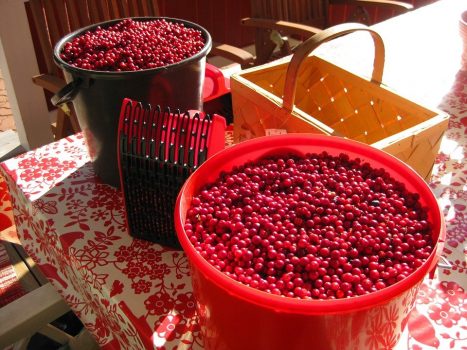 cowberry-317074_960_720