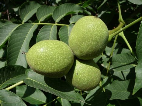 walnut-63167_960_720