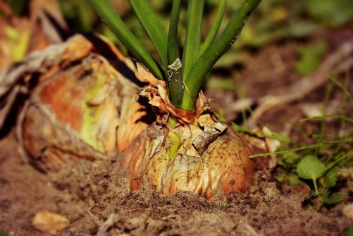 onion-3706937_960_720