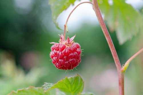 raspberry-7313702_960_720