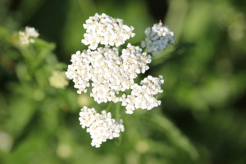 common-yarrow-2417126_960_720