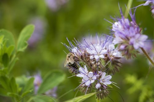 bee-6312778_960_720