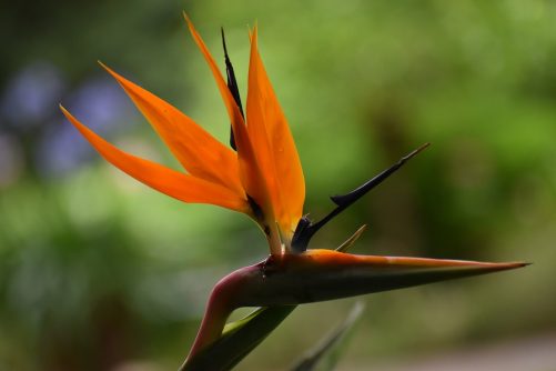 bird-of-paradise-6565008_960_720