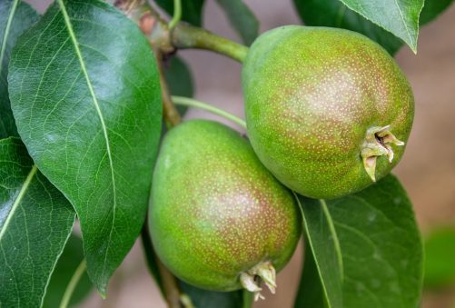 pear-3519397_960_720