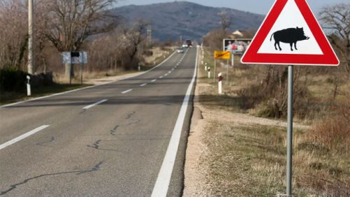 zivotinje-na-secti-678x381