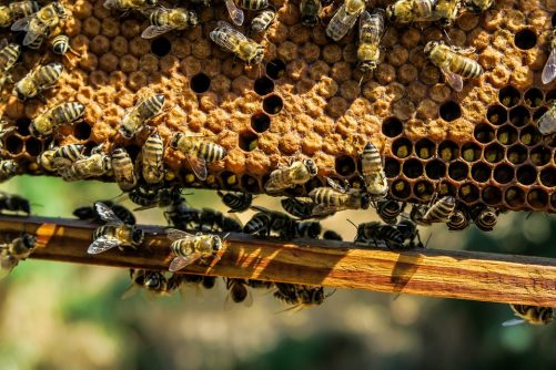apiary-1867537_960_720